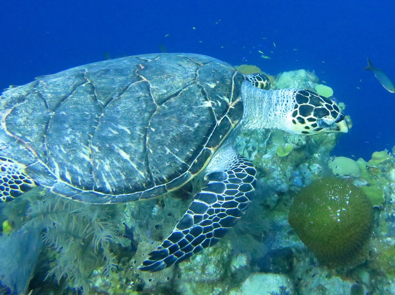 15 Hawksbill Sea Turtle IMG_3124.jpg